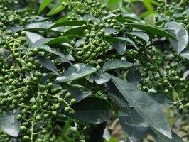 �c���鿴Ԕ��(x��)